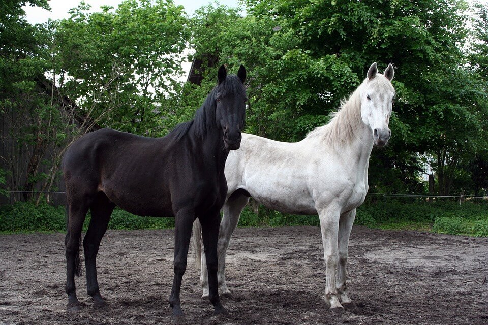 ม้าสีขาวและสีดำ 