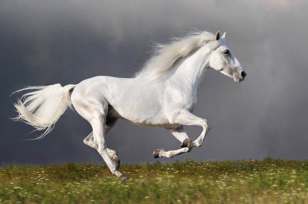 ม้าสีขาววิ่ง